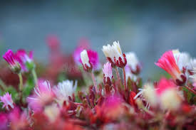 Image result for Mesembryanthemum criniflorum