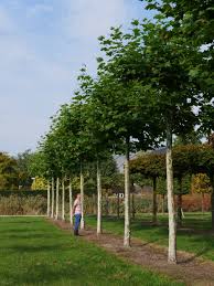 Attēlu rezultāti vaicājumam “Platanus x hispanica (syn. Platanus x acerifolia)”