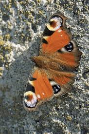 Attēlu rezultāti vaicājumam “Inachis io underside”