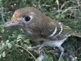 Cozumel Thrasher ~ Cozumel's avifauna
