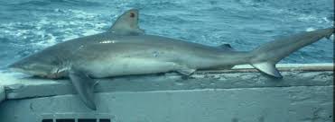 Image result for Carcharhinus plumbeus
