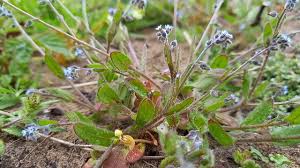 Attēlu rezultāti vaicājumam “Myosotis ramosissima flower”