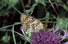 Attēlu rezultāti vaicājumam “Melitaea phoebe underside”