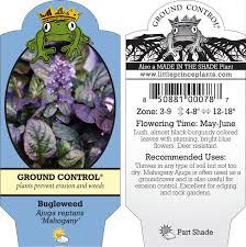 Attēlu rezultāti vaicājumam “Ajuga reptans leaf”