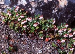 Attēlu rezultāti vaicājumam “Vaccinium vitis-idaea flower”