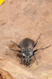 Attēlu rezultāti vaicājumam “Carabus nemoralis”