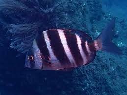 Image result for Diplodus cervinus