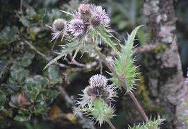 Attēlu rezultāti vaicājumam “Didymium verrucisporum”