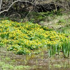 Attēlu rezultāti vaicājumam “Caltha palustris flower”