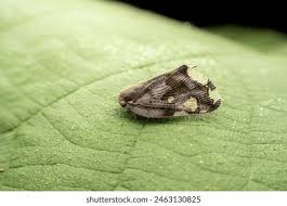 Attēlu rezultāti vaicājumam “Incurvaria praelatella”