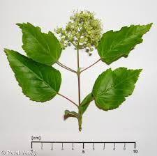 Attēlu rezultāti vaicājumam “Acer tataricum”