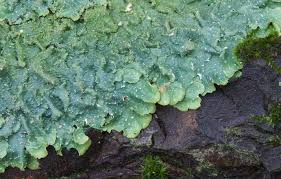 Attēlu rezultāti vaicājumam “Philonotis marchica sporophyte”