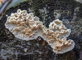 Attēlu rezultāti vaicājumam “Skeletocutis amorpha”