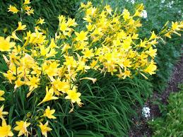 Attēlu rezultāti vaicājumam “Hemerocallis lilioasphodelus”