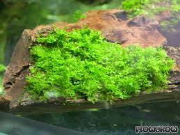 Attēlu rezultāti vaicājumam “Riccardia incurvata”