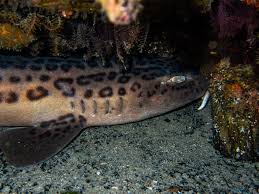 Image result for Poroderma pantherinum