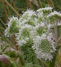 Attēlu rezultāti vaicājumam “Angelica palustris flower”