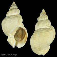 Image result for Buccinum undatum