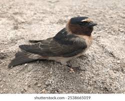 Image result for Petrochelidon pyrrhonota