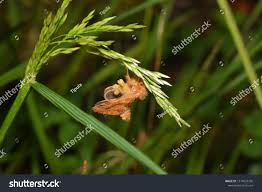 Attēlu rezultāti vaicājumam “Phymatopus hecta”