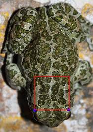 Attēlu rezultāti vaicājumam “Pseudepidalea viridis adult”