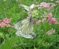 Attēlu rezultāti vaicājumam “Aporia crataegi female”