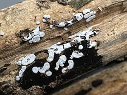 Attēlu rezultāti vaicājumam “Didymium difforme”