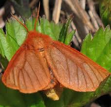 Attēlu rezultāti vaicājumam “Spilosoma sp.”