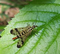 Attēlu rezultāti vaicājumam “Panorpa communis imago”