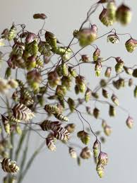 Attēlu rezultāti vaicājumam “Briza media flower”