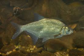 Attēlu rezultāti vaicājumam “Abramis brama”