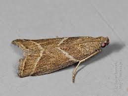 Attēlu rezultāti vaicājumam “Nyctegretis lineana”