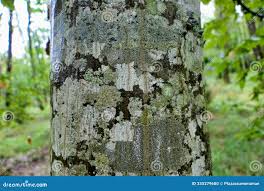 Attēlu rezultāti vaicājumam “Lecanora chlarotera”