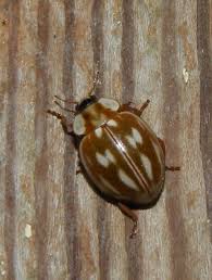 Attēlu rezultāti vaicājumam “Myzia oblongoguttata”