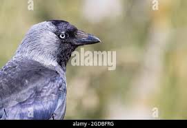 Attēlu rezultāti vaicājumam “Corvus monedula adult”