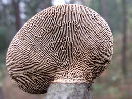 Attēlu rezultāti vaicājumam “Daedaleopsis confragosa”