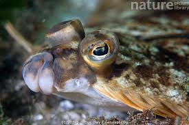 Image result for Parophrys vetulus