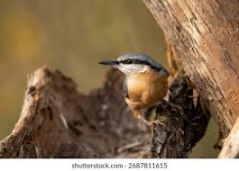 Image result for Sitta europaea