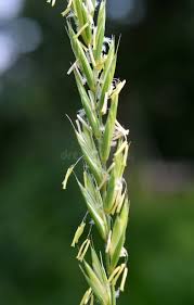 Attēlu rezultāti vaicājumam “Elytrigia repens flower”