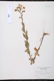 Attēlu rezultāti vaicājumam “Erigeron annuus leaf”