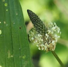 Attēlu rezultāti vaicājumam “Plantago lanceolata fruit”