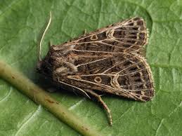 Attēlu rezultāti vaicājumam “Tholera decimalis”