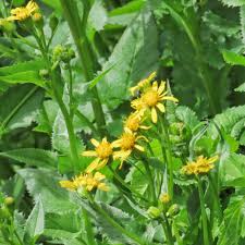 Attēlu rezultāti vaicājumam “Senecio vernalis leaf”