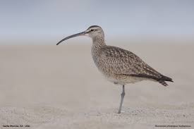 Image result for Numenius hudsonicus
