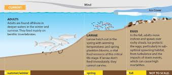 Image result for Coregonus clupeaformis