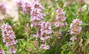 Image result for Thymian