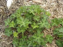 Attēlu rezultāti vaicājumam “Geranium sanguineum leaf”