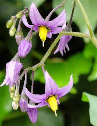 Attēlu rezultāti vaicājumam “Solanum dulcamara flower”