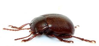 Attēlu rezultāti vaicājumam “Chrysolina staphylaea”