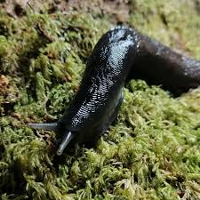 Attēlu rezultāti vaicājumam “Limax cinereoniger”